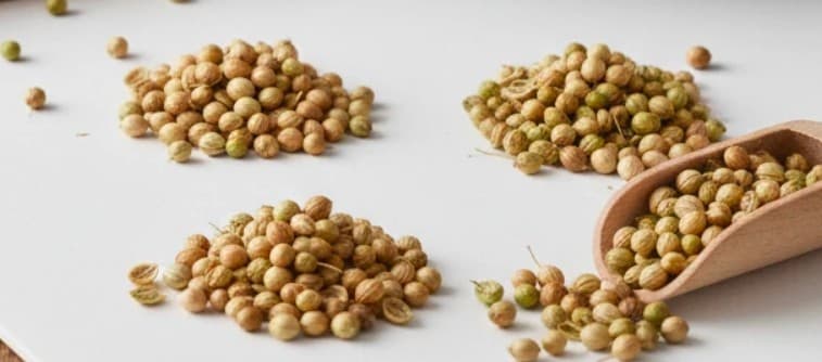 خرید گشنیز پریمیوم توپی با دانه‌ درشتی برای عطاری لوکس